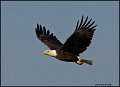 _0SB8986 american bald eagle